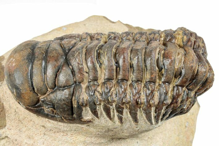 Bargain, Crotalocephalina Trilobite - Atchana, Morocco #254507